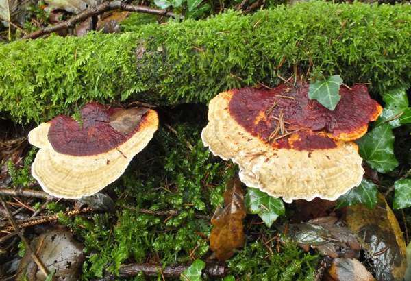 Daedaleopsis confragosa sometimes blushes oin its upper surface too