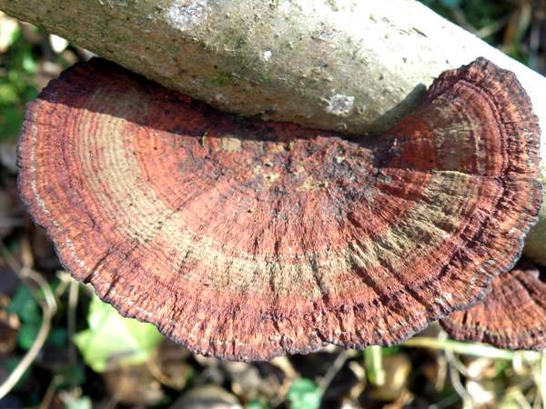 Lenzites betulinus - Birch Mazegill