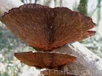 Fertile underside of Lenzites betulinus