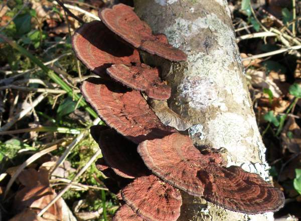 Lenzites betulinus - Birch Mazegill, France