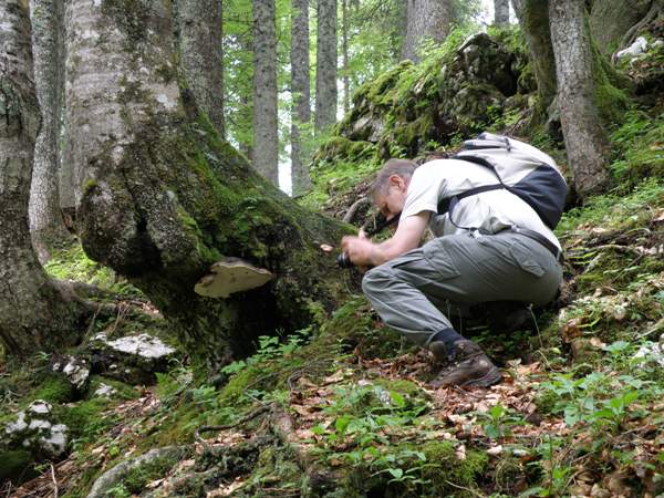 Fomitopsis pinicola on the base of a beech tree, an unusual substrate for the Red-belted Bracket