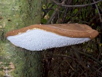 Side view of Razor Strop fungus