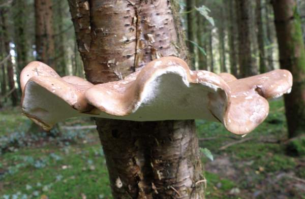 Fomitopsis betulina, synonym Piptoporus betulinus - Birch Polypore or Razor Strop Fungus. Cambridge, England