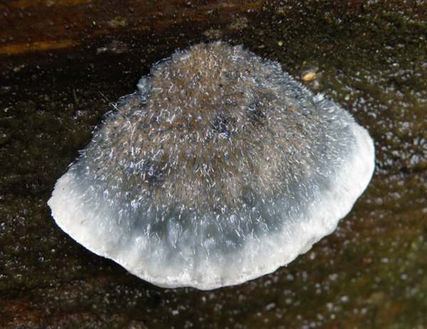 Postia caesia - Conifer Blueing Bracket