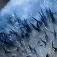 Hairy cap of Postia caesia