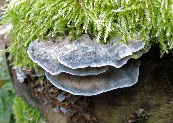 Postia caesia - Conifer Blueing Bracket, central France