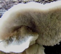 Fertile surface of Postia caesia