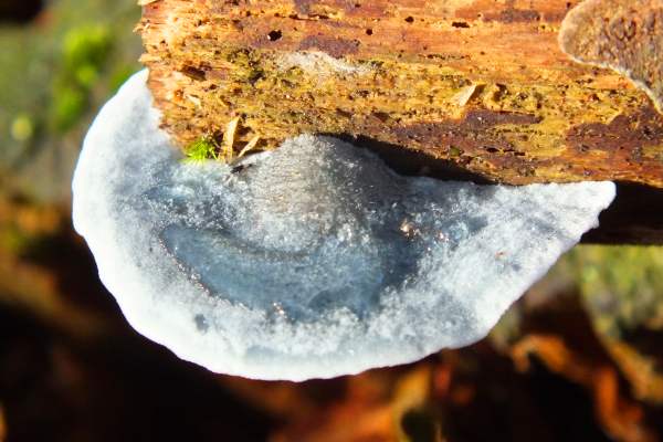 Postia caesia - Conifer Blueing Bracket, England