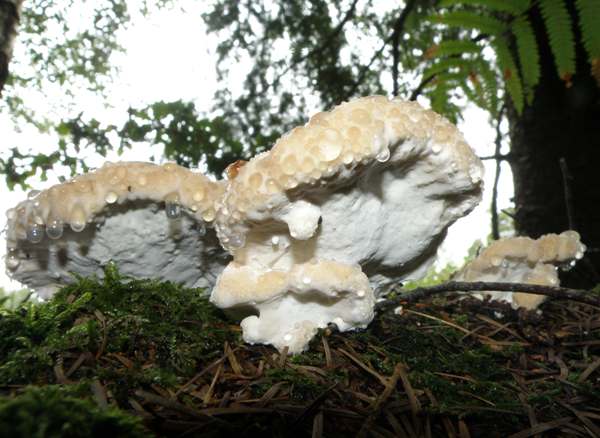 Postia stiptica - Bitter Bracket, a group of eccentric spinning-top-shaped fruitbodies
