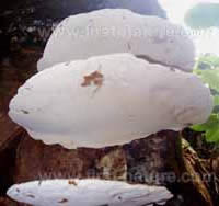 Ga noderma applanatum, pore surface