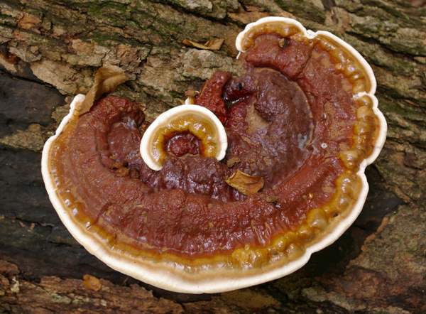 Rosette form of Ganoderma lucidum