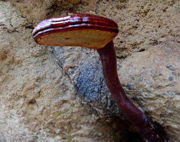 Ganoderma lucidum - Lacquered Bracket