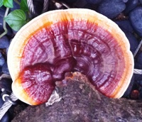 Ganoderma lucidum - top view