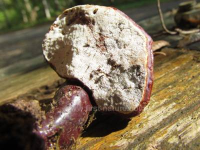Ganoderma lucidum - Lacquered Bracket, showing stem and pore surface