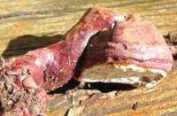 Stem of Ganoderma lucidum