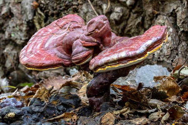Ganoderma lucidum - Lacquered Bracket, England 2022