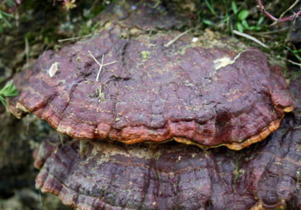 Ganoderma pfeifferi, Beeswax Bracket fungus