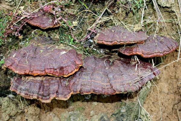 Ganoderma pfeifferi