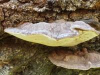 Ganoderma pfeifferi fruitbody