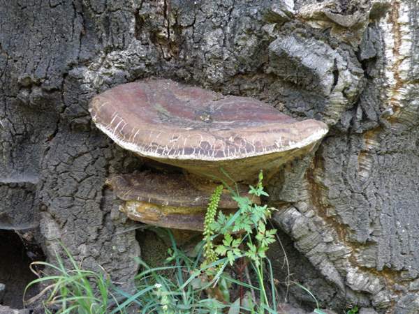 Ganoderma pfeifferi, Portugal