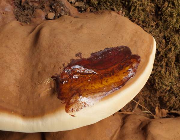 Ganoderma resinaceum, closeup of cap surface