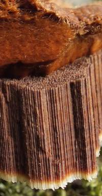 Tubes of Ganoderma resinaceum