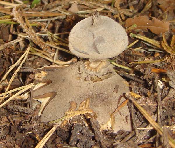 Geastrum coronatum - Crowned Earthstar, southern England