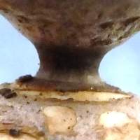 Geastrum coronatum, detail