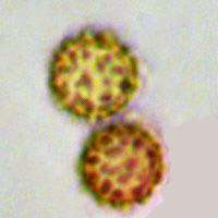 Spores, Geastrum elegans