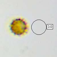 Spore, Geastrum fimbriatum