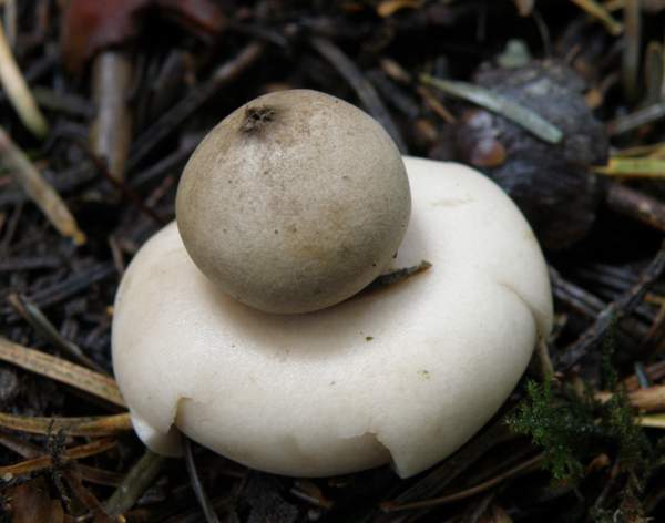 Geastrum fimbriatum - Sessile Earthstar