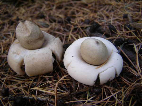 Geastrum fimbriatum - Sessile Earthstar