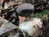 Geastrum pectinatum, Beaked Earthstar