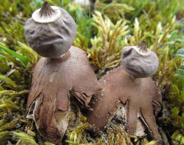 Geastrum schmidelii - Dwarf Earthstar