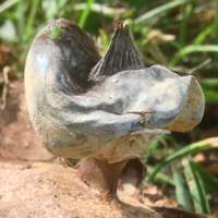 Spore sac and pore (spore exit hole) of Geastrum striatum