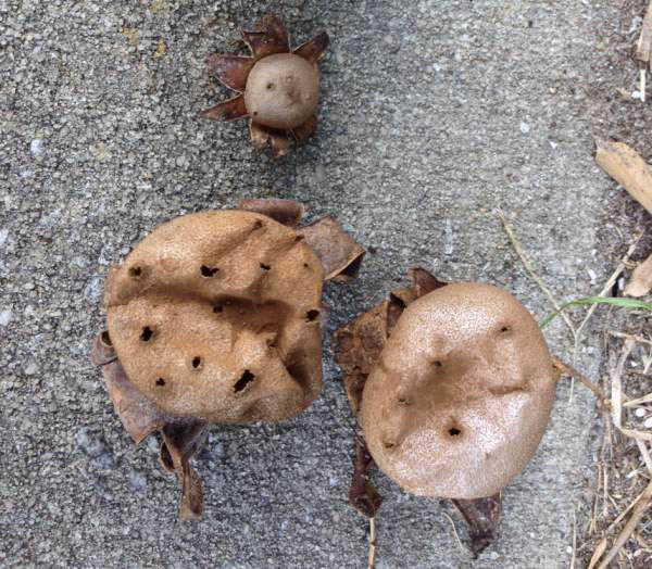 Myriostoma coliforme, Pepper Pot earthstar
