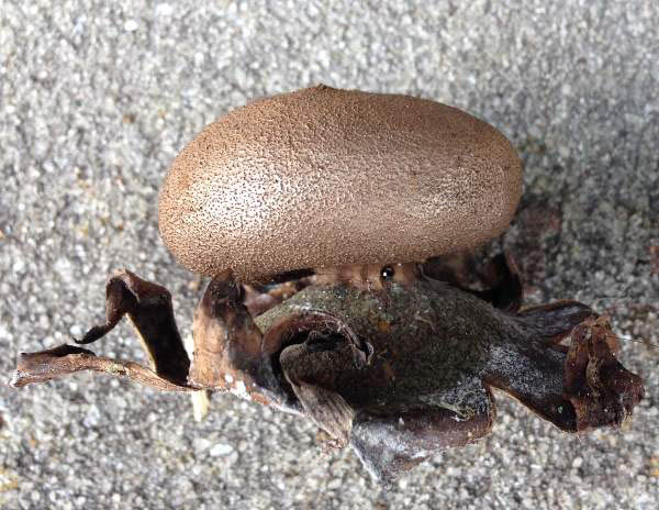 Myriostoma coliforme, Pepper Pot earthstar, side view