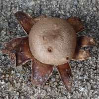 Myriostoma coliforme, Pepper Pot, mature specimen