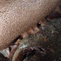Myriostoma coliforme, Pepper Pot earthstar, closeup of stem