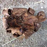 Myriostoma coliforme, Pepper Pot earthstar, underside view
