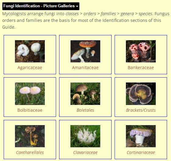 Pictorial ID guide to fungi
