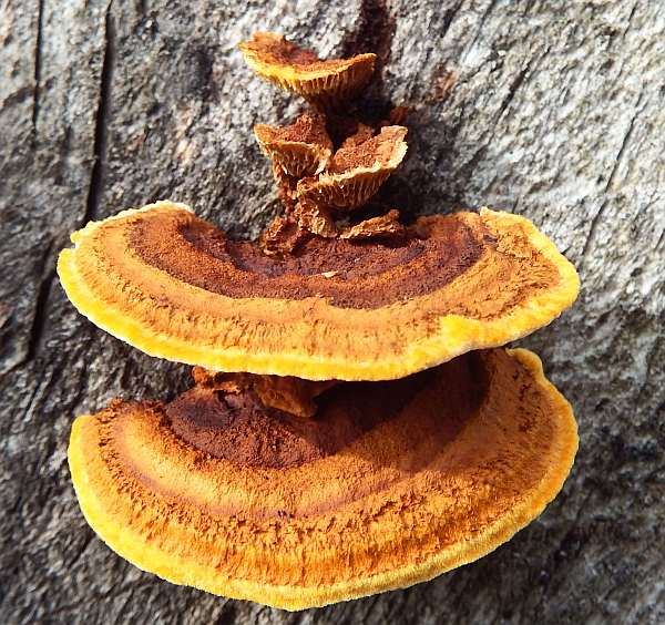 Gloeophyllum sepiarium, Conifer Mazegill, on a decaying Spruce trunk
