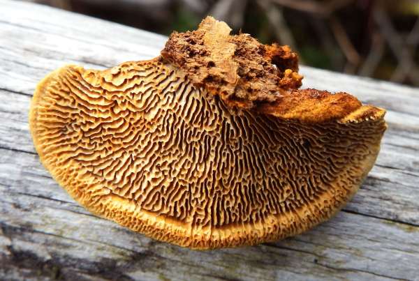 Gloeophyllum sepiarium, Conifer Mazegill, underside view