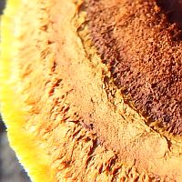 Cap of Gloeophyllum sepiarium