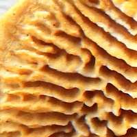 Maze-like pores of Gloeophyllum sepiarium