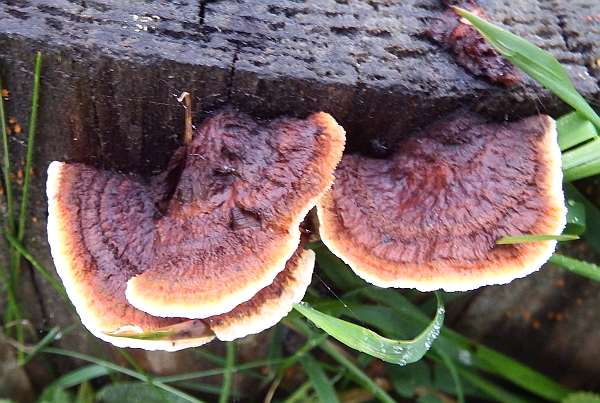 Gloeophyllum sepiarium, Conifer Mazegill, on a fallen Spruce trunk
