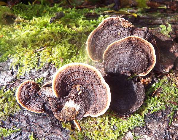 Gloeophyllum sepiarium, Conifer Mazegill, on an old felled conifer, South Devon