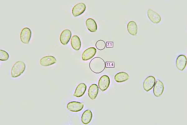 Spores of Clavaria pistillaris