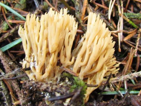 Ramaria abietina