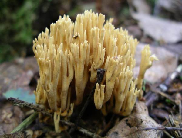 Ramaria abietina, Nomeda Vėlavičienė, Wikipedia Commons
